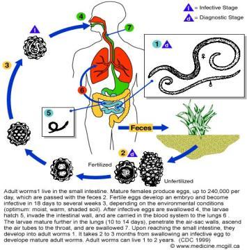 Life Cycle of Ascaris A roundworm Lives in various organs within a single hose Example - human or dog After fertilization the female lays its eggs in the host s intestines The eggs pass out of the