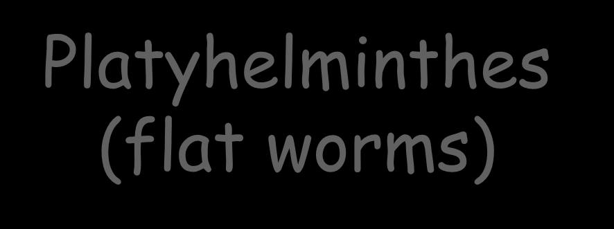 Platyhelminthes (flat worms)