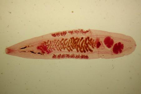 Trematodes (or flukes) Most trematodes are hermaphrodites (but there are important exceptions, e.g. Schistosoma sp).