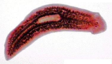 Trematodes (or flukes) Also the tegument ( skin ) plays an important role active in nutrient uptake.