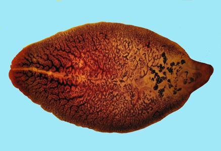 Trematodes (or flukes) All digenea are parasitic.