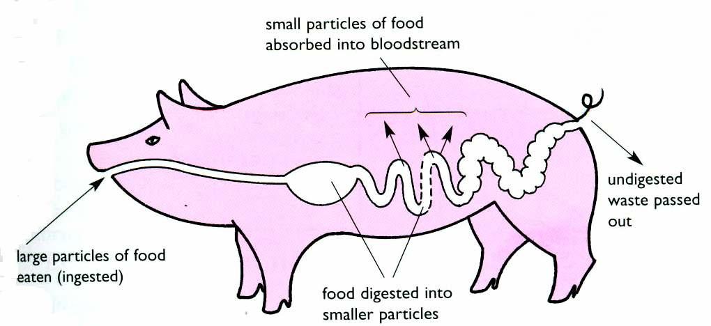 The Need for Digestion Digestion is the breakdown of large, insoluble particles into small, soluble molecules