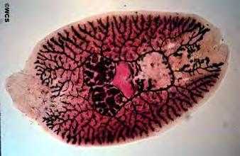 Phylum Platyhelminthes, Class Trematoda