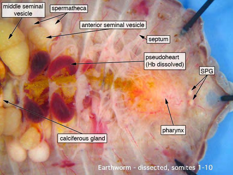 esophagus posterior