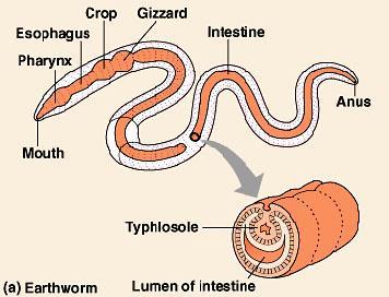 2. Complete Digestive System a tube