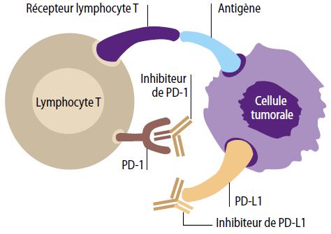 lymphocyte receptor Antigen PD1 inhibitor Tumor cell High response rate