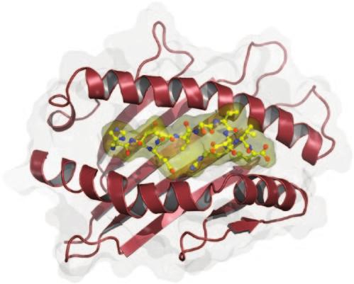 The 11-mer HEEAVSVDRVL self-peptide observed within the antigen-binding cleft of this structure is shown in stick format (yellow).