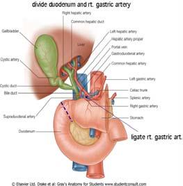 Anatomy Gallbladder is located at the inferior surface of