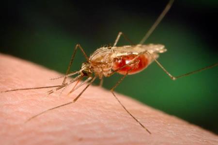 Mosquito-borne Diseases Malaria