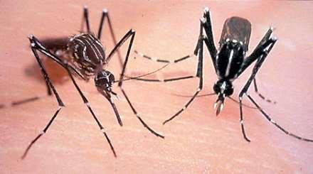 Zika Virus Aedes aegypti Aedes albopictus Adapted to