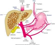 Major site of drug metabolism is the liver contains microsomal enzymes metabolites Enzyme induction chronic administration or abuse of drugs that are metabolized by enzymes can increase or decrease