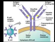 PROVIDE PATHOGEN-SPECIFIC RECOGNITION Lymphocytes that mature in the thymus are called T cells, and those that mature in bone marrow are called B cells The small