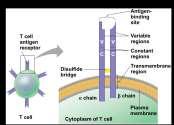 receptors are functionally different T cells bind to antigen fragments displayed or presented on a host cell These antigen fragments are bound to cellsurface proteins called MHC