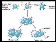 response ADAPTIVE IMMUNITY DEFENDS AGAINST INFECTION OF BODY FLUIDS AND BODY CELLS Acquired immunity has two branches: the humoral immune response and the cell-mediated immune response