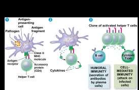 In response to cytokines from helper T cells and an