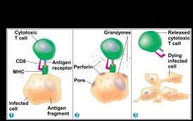 memory B cells and antibodysecreting effector cells