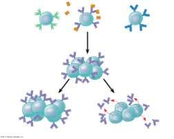 B Cell and T Cell Development The adaptive immune system has four major characteristics Diversity of lymphocytes and s Self-tolerance; lack of reactivity against an animal s own molecules B and T s
