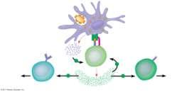 Adaptive immunity defends against infection of body fluids and body s Acquired immunity has two branches: the humoral immune response and the -mediated immune response In the humoral immune response