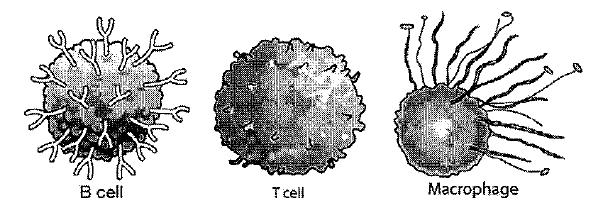 18 The pictures below show three types of cells. Which of the following is true of these three cells? A These are different examples of bacteria. B These cells cause different types of cancer.