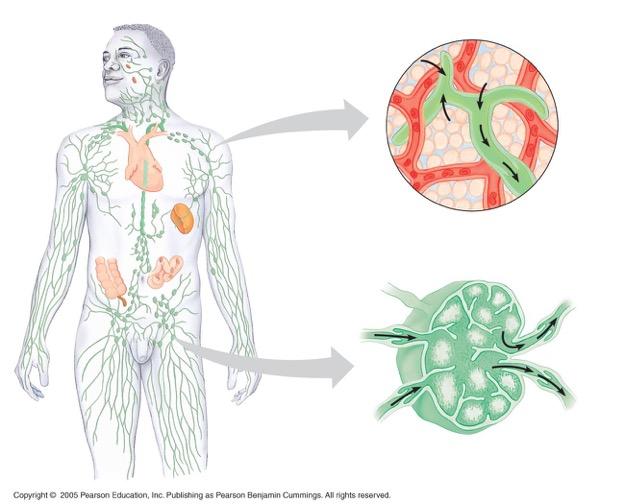 Lymphatic System Adenoid Interstitial fluid Lymphatic capillary Tonsil Lymph nodes Blood capillary Spleen Peyer s patches