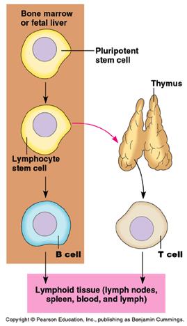 T cells T cells mature in Thymus Helper T cells sound the alarm