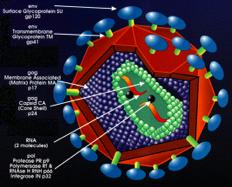 Diseases of the immune system HIV: Human Immunodeficiency Virus infects helper T cells helper T cells can t activate rest of immune system body doesn t