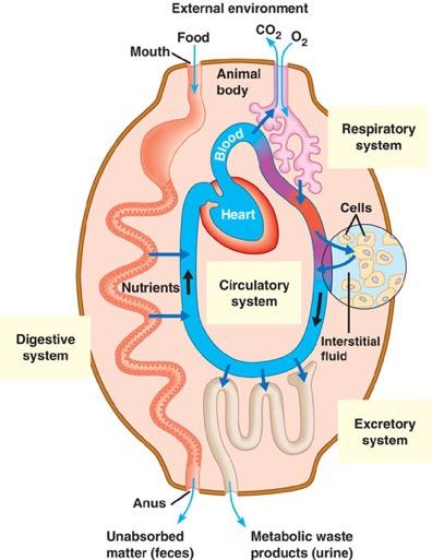 Avenues of attack Points of entry digestive system