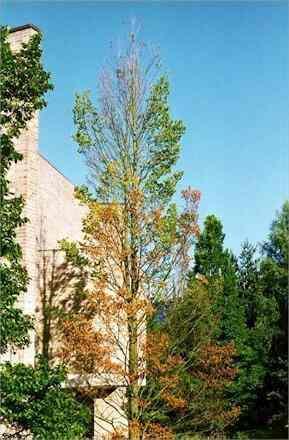 An Elm tree with Dutch Elm s Disease caused