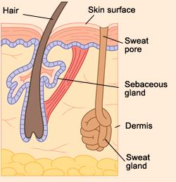 Sebaceous glands (around hair)