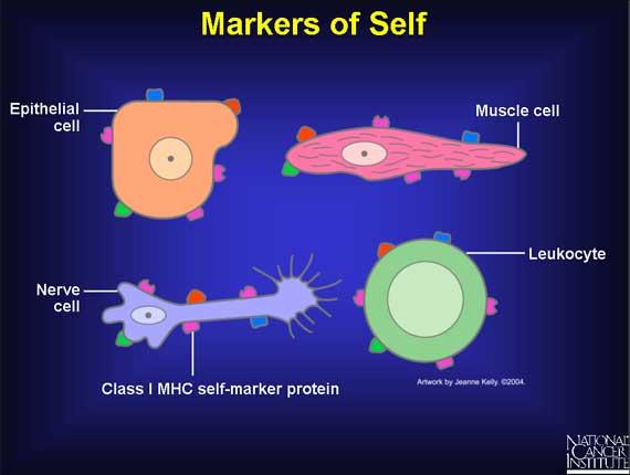 vs. non-self NK Cell Attacks If: Cell has no HLA proteins Cell has different
