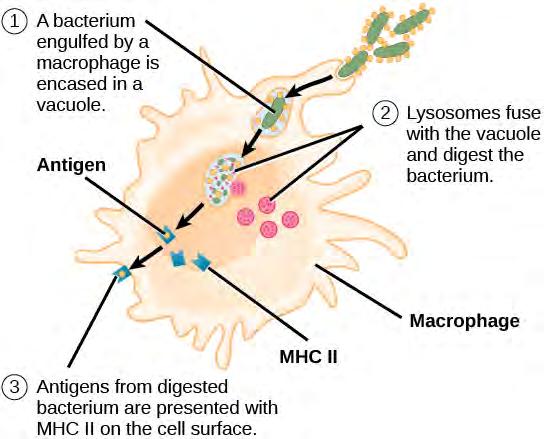 1222 Chapter 42 The Immune System Figure 42.8 An APC, such as a macrophage, engulfs and digests a foreign bacterium.