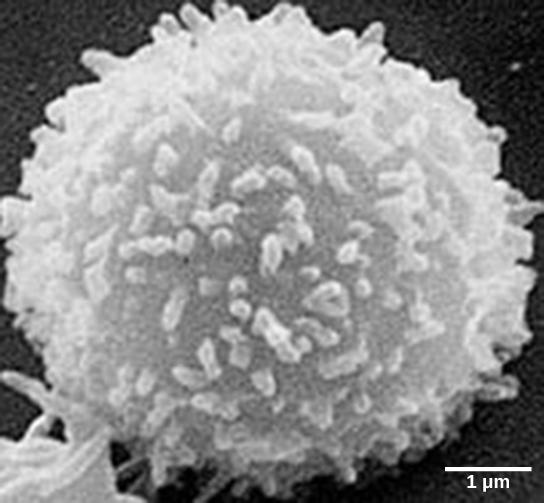 Chapter 42 The Immune System 1223 Figure 42.9 This scanning electron micrograph shows a T lymphocyte, which is responsible for the cell-mediated immune response.