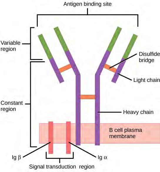 1226 Chapter 42 The Immune System Figure 42.13 B cell receptors are embedded in the membranes of B cells and bind a variety of antigens through their variable regions.