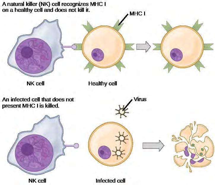 Chapter 42 The Immune System 1227 Figure 42.14 Natural killer (NK) cells recognize the MHC I receptor on healthy cells. If MHC I is absent, the cell is lysed.