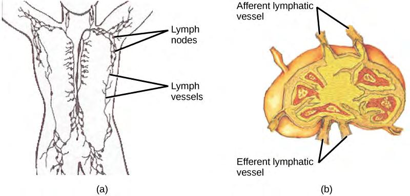 Chapter 42 The Immune System 1233 Figure 42.20 (a) Lymphatic vessels carry a clear fluid called lymph throughout the body. The liquid enters (b) lymph nodes through afferent vessels.