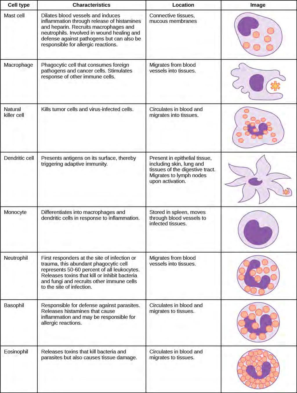Chapter 42 The Immune System 1215 Figure 42.