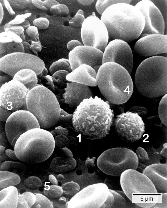 1216 Chapter 42 The Immune System Figure 42.3 Cells of the blood include (1) monocytes, (2) lymphocytes, (3) neutrophils, (4) red blood cells, and (5) platelets.