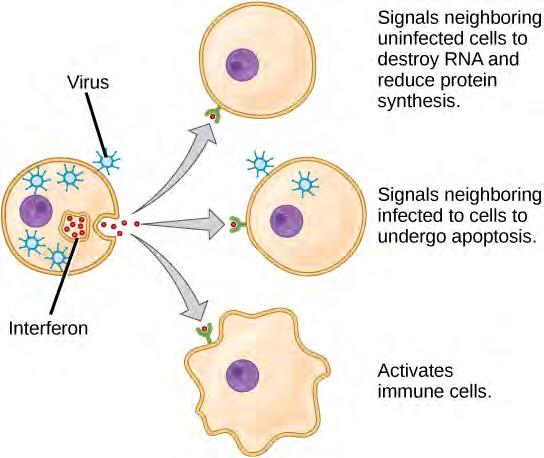 Chapter 42 The Immune System 1217 Figure 42.4 Interferons are cytokines that are released by a cell infected with a virus. Response of neighboring cells to interferon helps stem the infection.