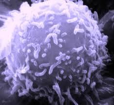 B Cells white blood cell that identifies pathogens. produces antibodies to aid macrophages and T Cells in destroying the pathogen.