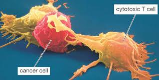 T Cells white blood cell that destroys antibody marked cells.