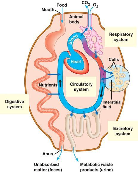 Avenues of attack Points of entry digestive system respiratory system urinary