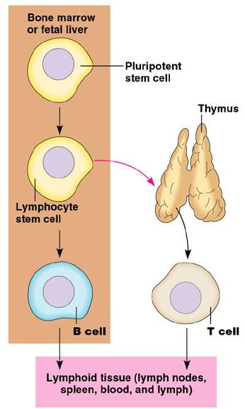 T cells T cells mature in Thymus Helper T cells sound the alarm for rest of immune system Killer T cells