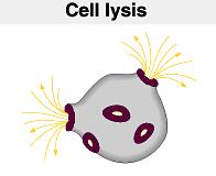 punctures cell membrane of infected cell cell bursts Killer T cell