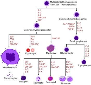 Lymphocytes 3 blood cell types Platelets (thrombocytes) RBCs (erythrocytes)