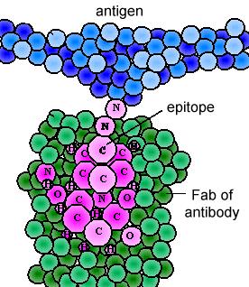 Epitopes Epitopes - also called antigenic determinants