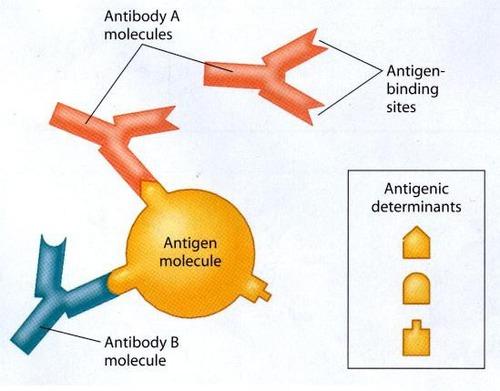 either antibodies or T-cell receptors http://faculty.