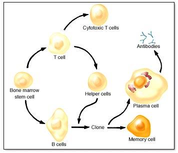 Cell-mediated immunity Cytotoxic T-cells express an additional CD (CD8+) Role is to directly attack and kill cells that express stimulatory agents http://en.wikipedia.