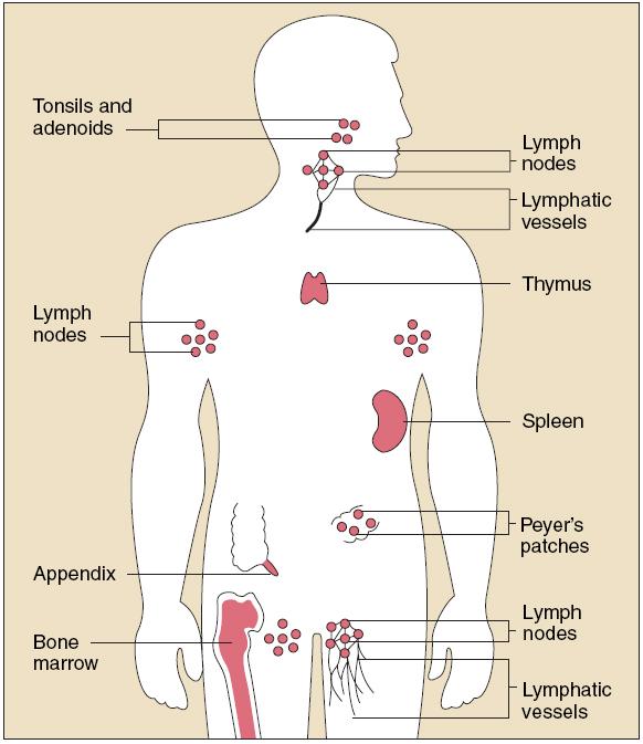 The Immune System The immune system is complex and immunology is a broad field of study We