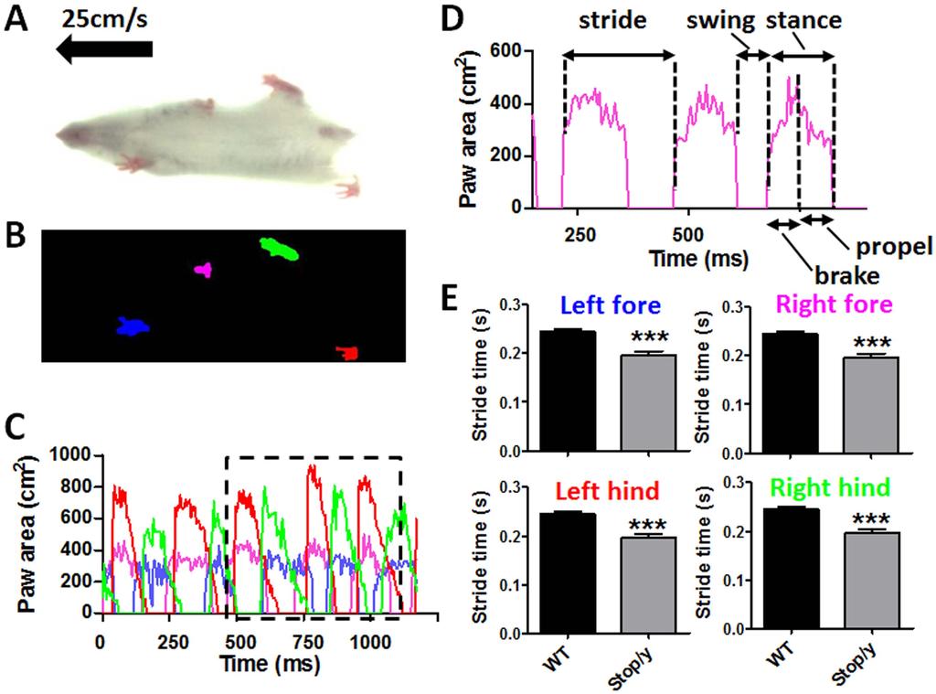 Figure 1. Treadmill-based measurement of gait properties in Mecp2 stop/y mice. (A) Video still image showing mouse walking on transparent treadmill (viewed from below) at 25 cm/s.