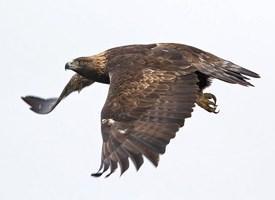 Golden Eagle from allaboutbirds.org Has any of your staff ever gotten injured by a patient?